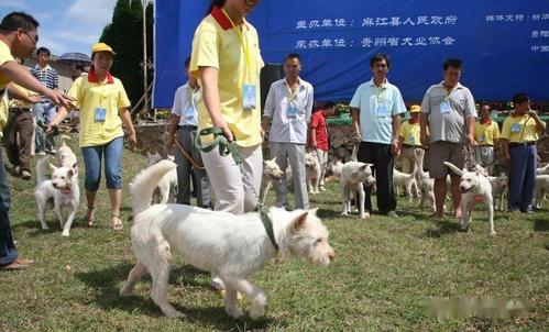 新澳门彩历史开奖记录走势图大全和中国下司犬外网爆火与中国下司犬介绍