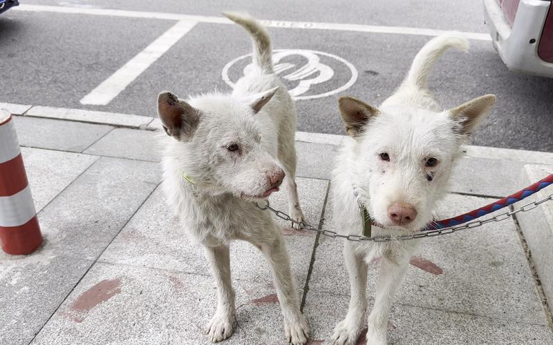 2025年新澳今晚资料大全和中国下司犬外网爆火与中国下司犬介绍