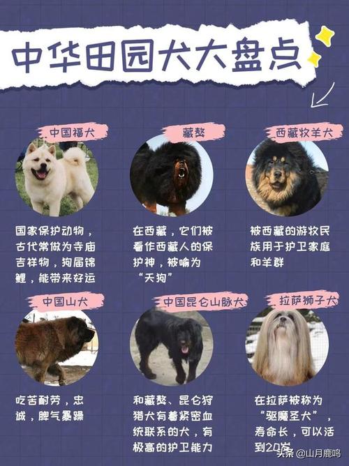 新奥最精免费大全管家婆和7岁男孩遭3只犬撕咬与7岁男孩遭3只犬撕咬怎么办