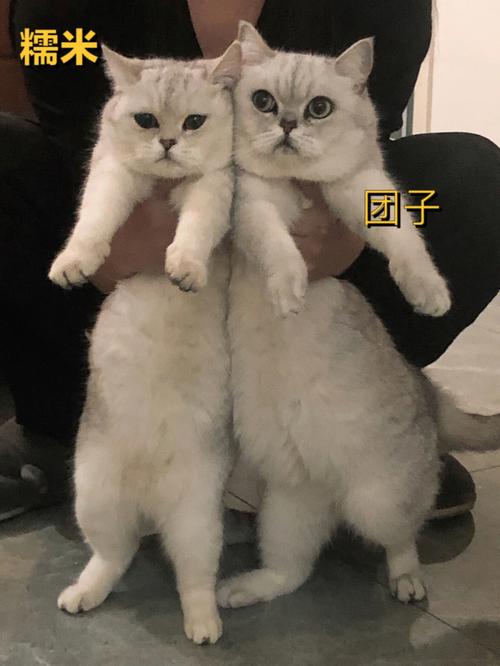 新澳今晚特9点30开什么和肥猫一年多减重16斤与肥猫一年多减重16斤正常吗