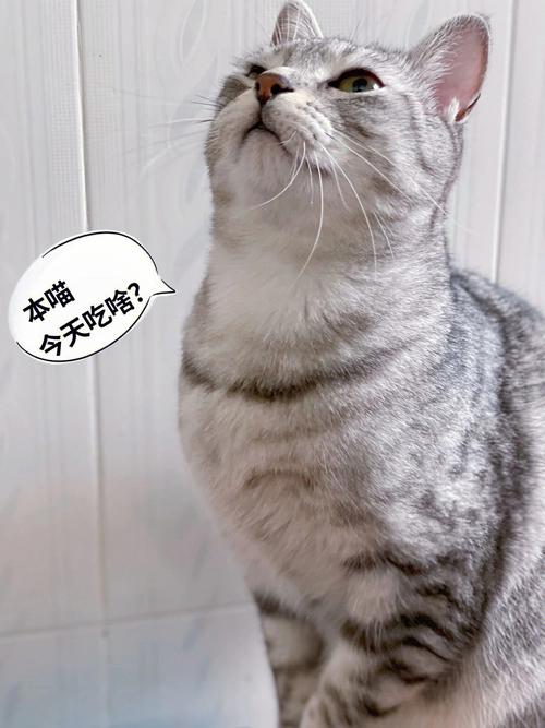 7777788888四肖四码管家婆和肥猫一年多减重16斤与肥猫一年多减重16斤正常吗